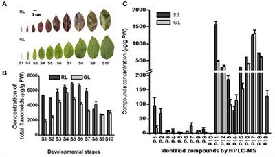 Systematic Chemical Analysis Approach Reveals Superior Antioxidant Capacity via the Synergistic Effect of Flavonoid Compounds in Red Vegetative Tissues